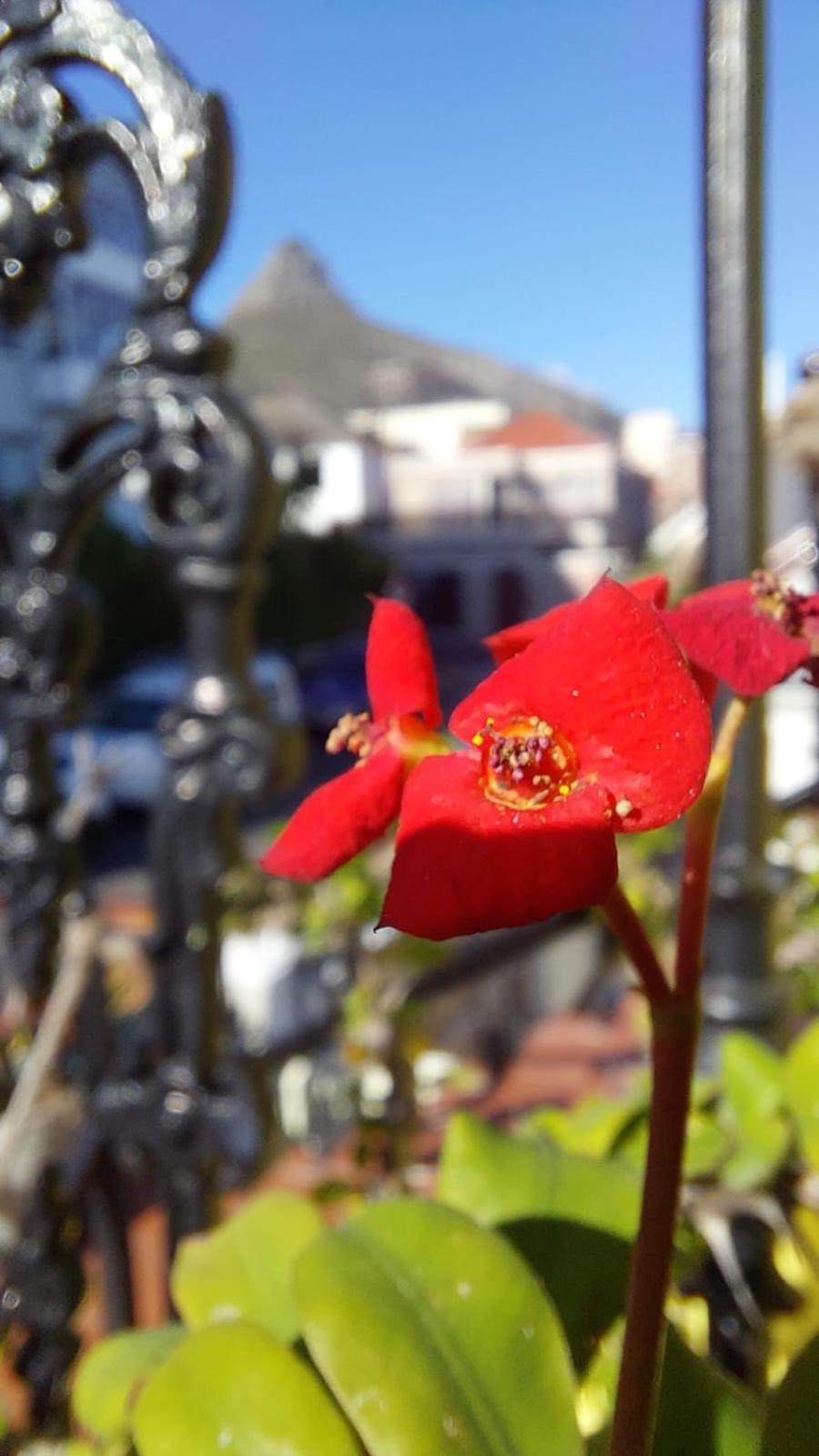 Ami Vine House Hotel Cape Town Luaran gambar